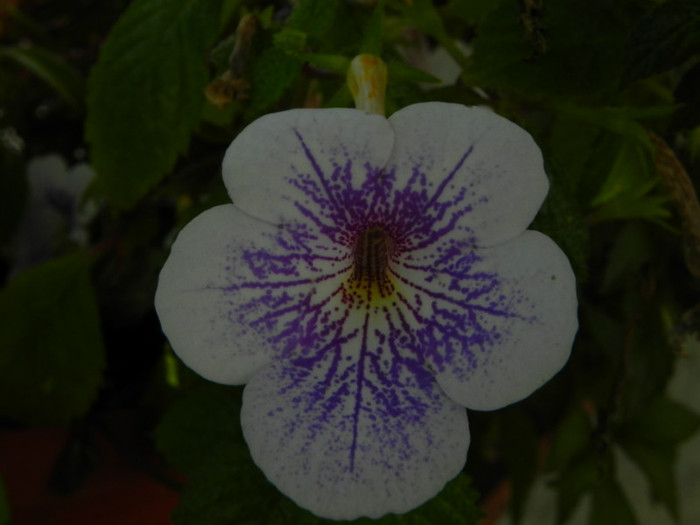  - Achimenes