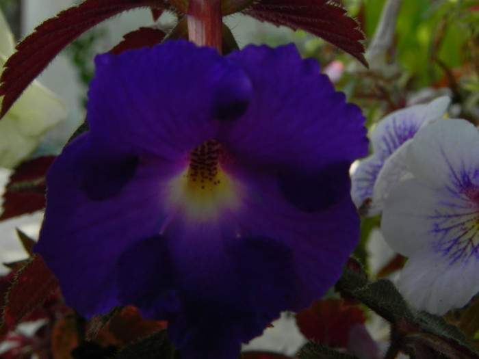  - Achimenes