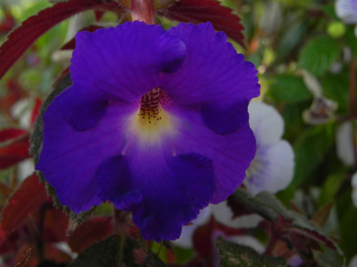  - Achimenes