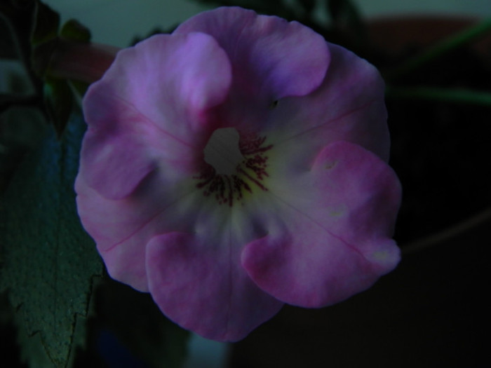 Achimenes 'Apple Blossom' - Achimenes