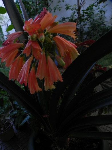  - CLIVIA