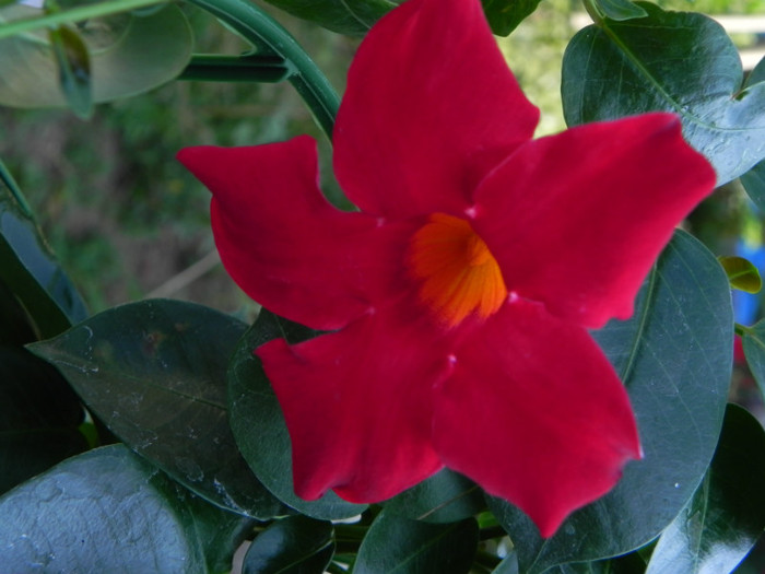  - Dipladenia-Mandevilla