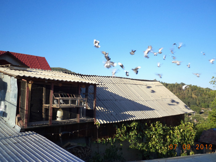 DSC01396 - Diverse poze