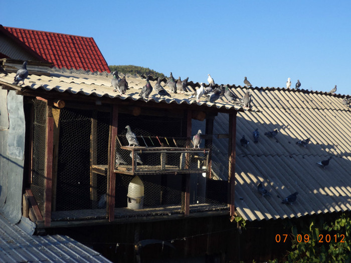 DSC01401 - Diverse poze