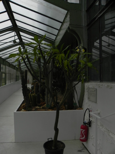 plumeria in prim plan