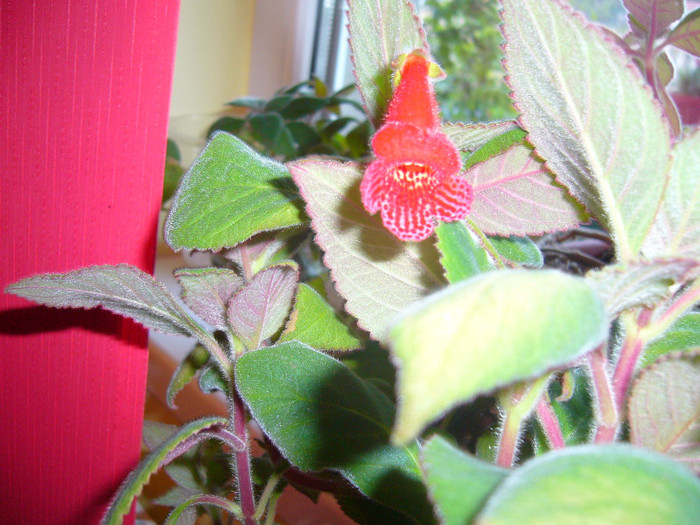 kohleria eriantha - kohleria