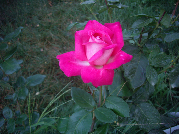 IMGP3616 - trandafiri