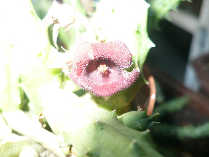 Huernia