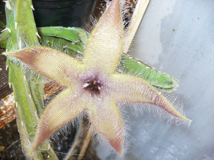 Stapelia gigantea