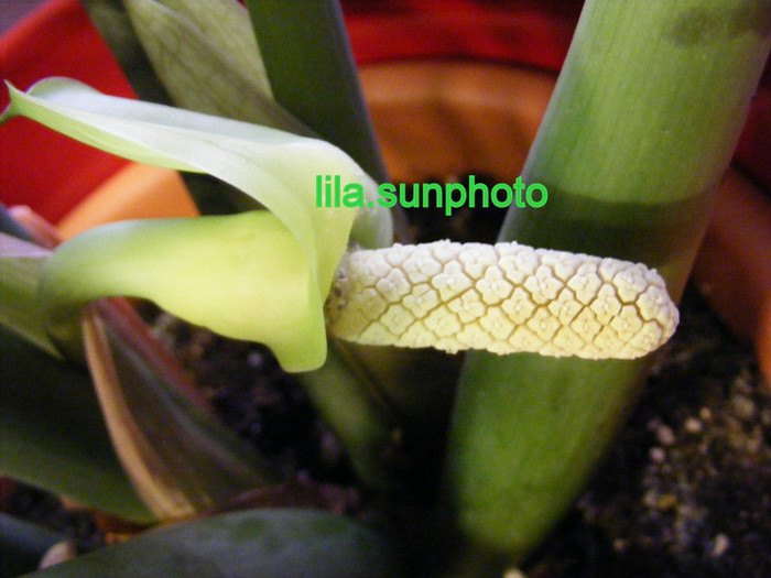  - floare de zamioculcas