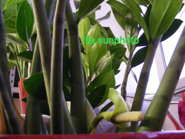  - floare de zamioculcas