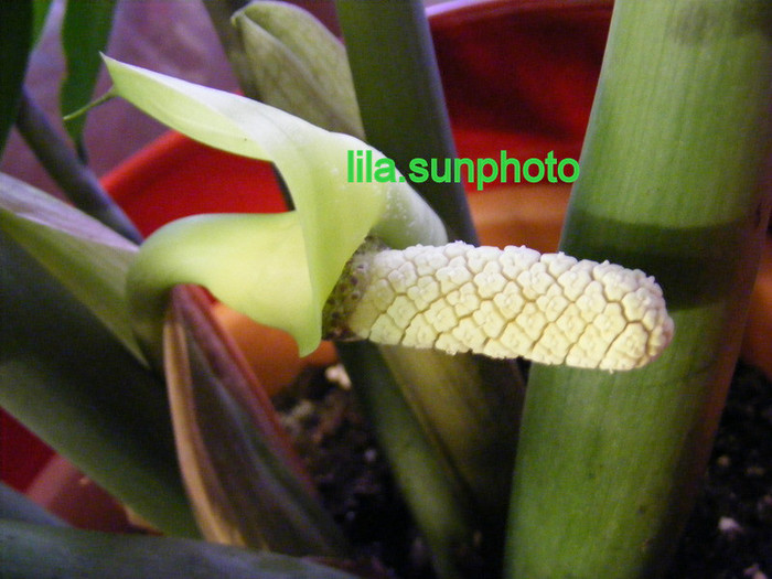  - floare de zamioculcas