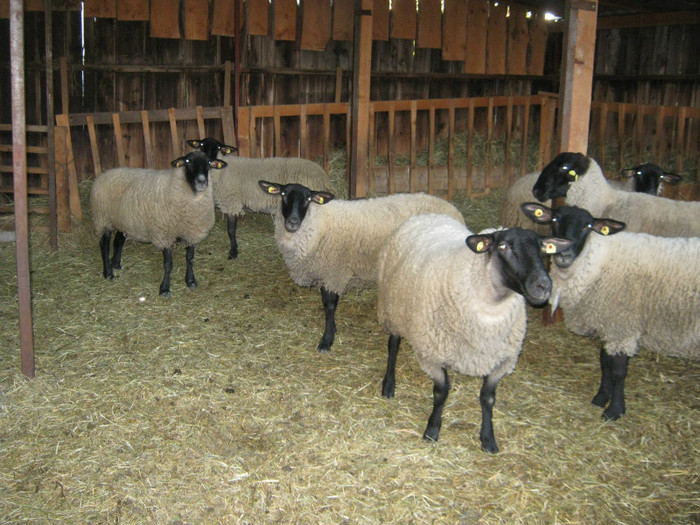 sept-2012 oi suffolk