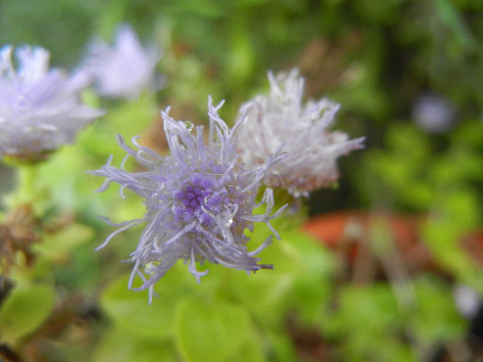 Ageratum houstonianum (2012, Sep.07) - AGERATUM Houstonianum