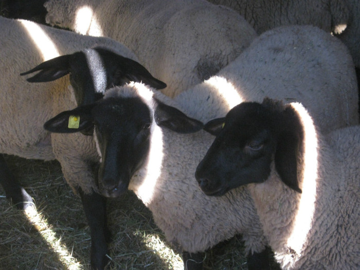 sant in tara-vanduti in Tecuci