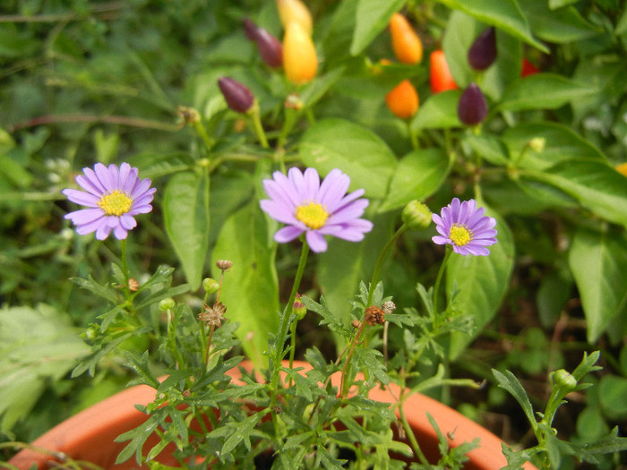 Swan River Daisy (2012, September 07) - DAISY Brachycome