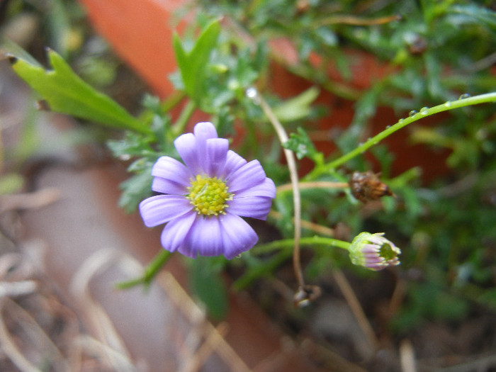 Swan River Daisy (2012, September 07) - DAISY Brachycome