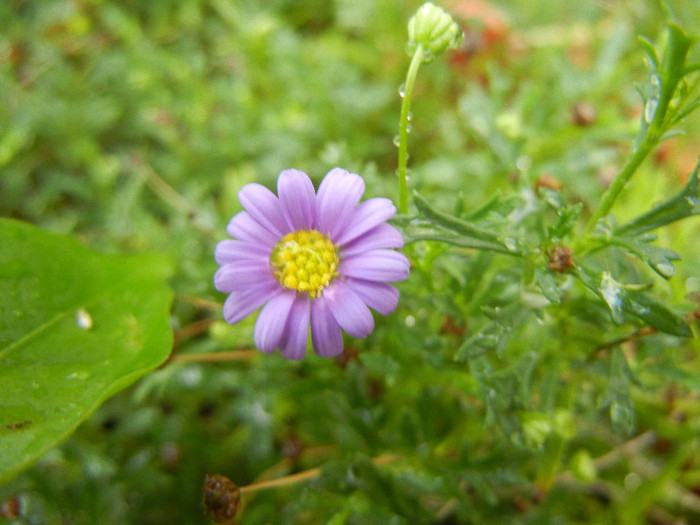 Swan River Daisy (2012, September 07) - DAISY Brachycome