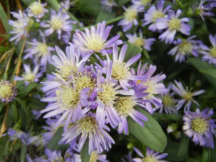 Blue Aster (2012, September 07)