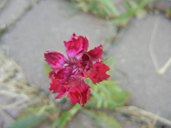 Dianthus (2012, July 21) - DIANTHUS_Garoafe Garofite