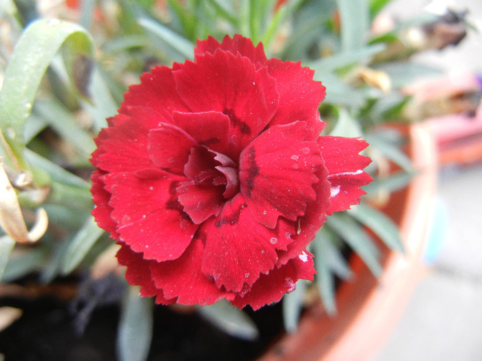 Dianthus (2012, September 07) - DIANTHUS_Garoafe Garofite