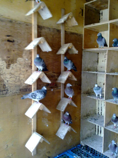 558464_272293819552913_2103084924_n