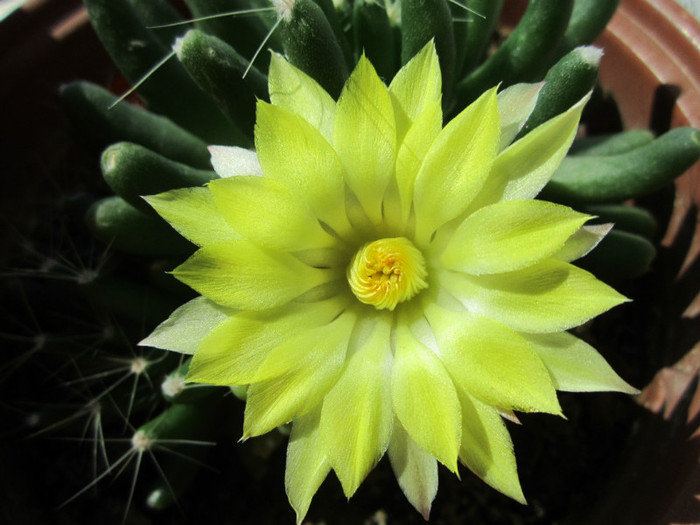 Mammillaria longimamma