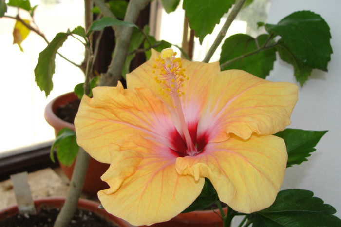 14.08.12 - B-hibiscus-2012 3