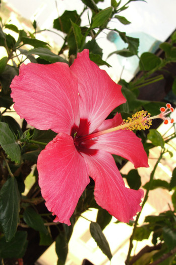 hibiscus Versicolor - B-hibiscus-2012 3