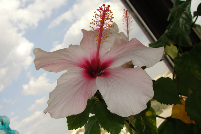 hibiscus Natal - B-hibiscus-2012 3