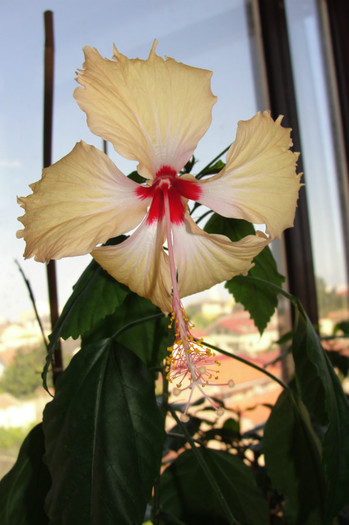 hibiscus Sprinkle Rain - B-hibiscus-2012 3