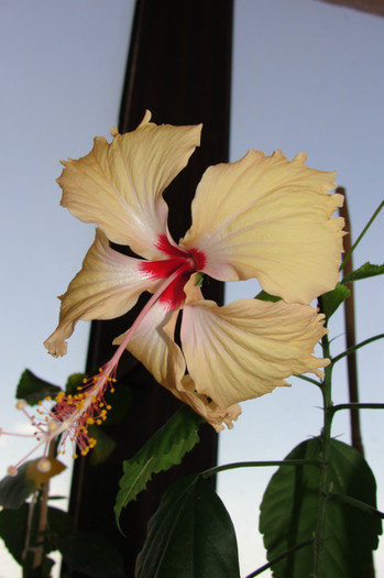  - B-hibiscus-2012 3