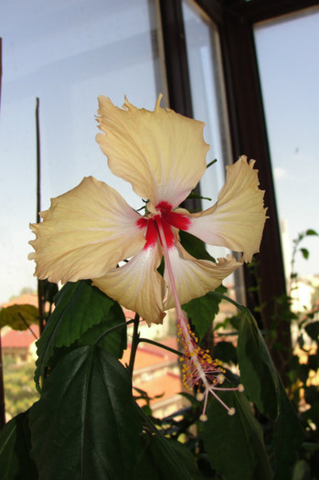 17.08.12 - B-hibiscus-2012 3