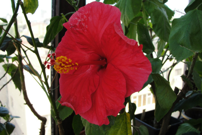 hibiscus Helene - B-hibiscus-2012 3