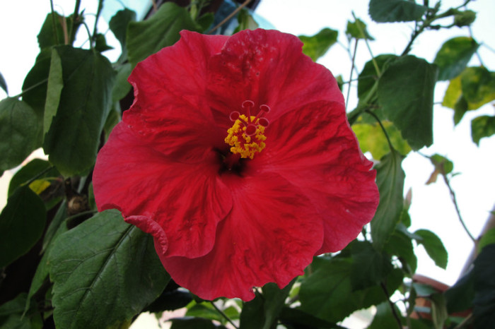  - B-hibiscus-2012 3
