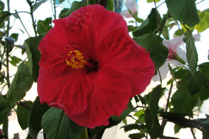 17.08.12 - B-hibiscus-2012 3