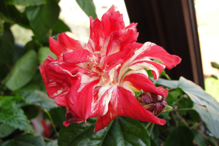 hibiscus Baptistii - B-hibiscus-2012 3