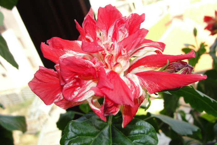  - B-hibiscus-2012 3