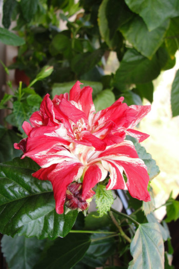 17.08.12 - B-hibiscus-2012 3