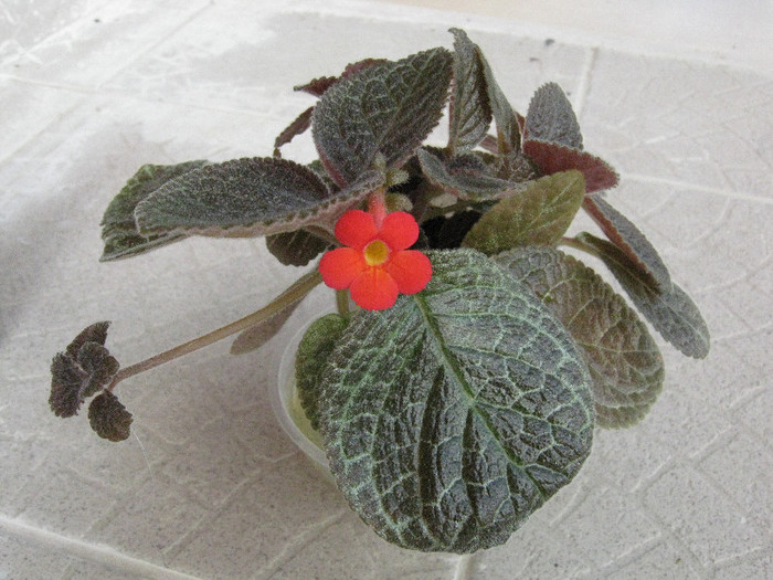 De la Monicuta, careia ii multumesc tare - Episcia