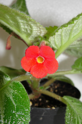  - B-Episcia