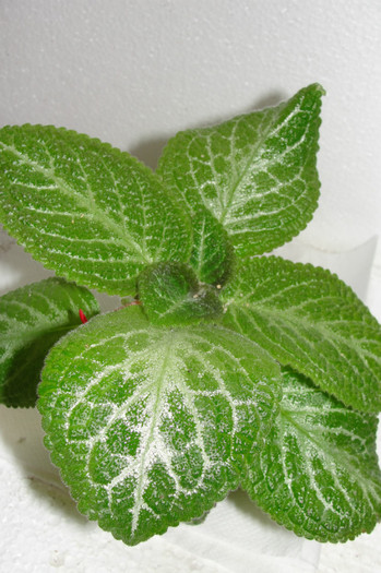  - B-Episcia