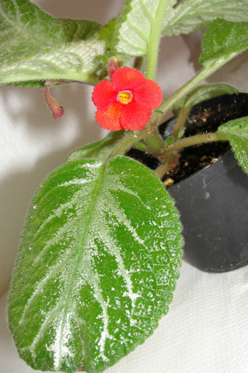  - B-Episcia