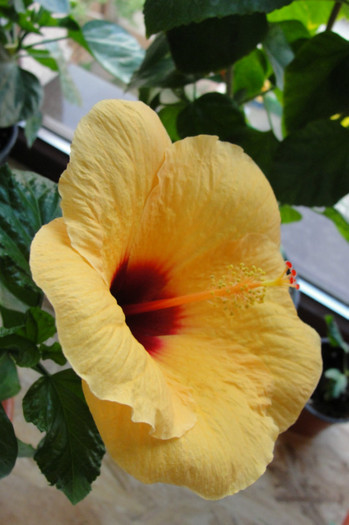 19.08.12 - B-hibiscus-2012 3