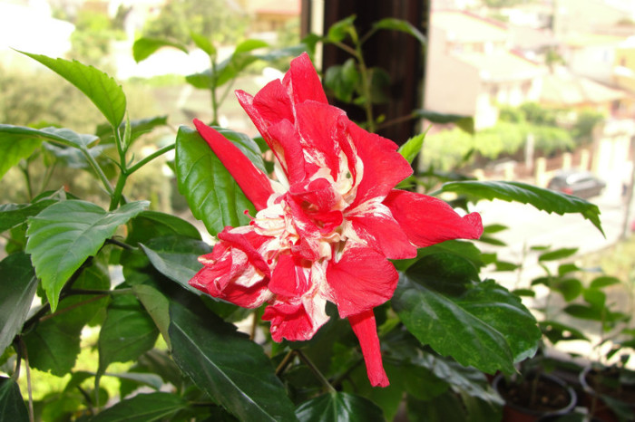 hibiscus Baptistii - B-hibiscus-2012 3