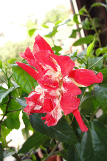 22.08.12 - B-hibiscus-2012 3