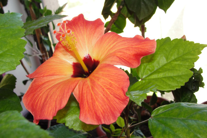 no name - B-hibiscus-2012 3