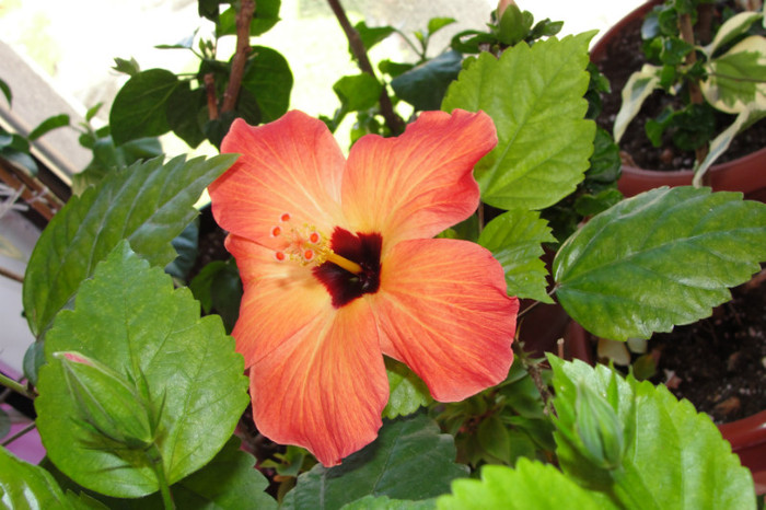  - B-hibiscus-2012 3