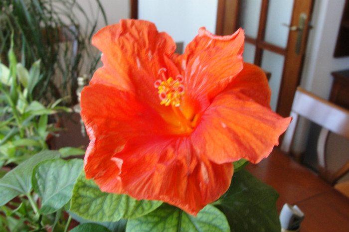 hibiscus Gator Orange - B-hibiscus-2012 3