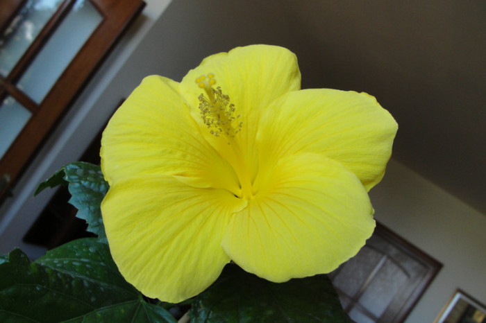 hibiscus Senegal - B-hibiscus-2012 3